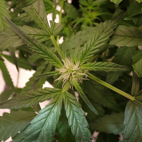 West Coast O.G. Auto growlog timeline photo