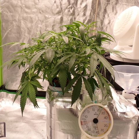 West Coast O.G. Auto growlog timeline photo