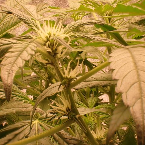 West Coast O.G. Auto growlog timeline photo