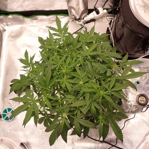 West Coast O.G. Auto growlog timeline photo