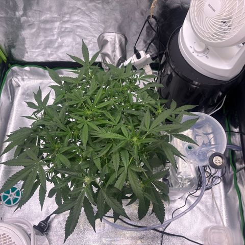 West Coast O.G. Auto growlog timeline photo