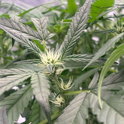 West Coast O.G. Auto growlog timeline photo