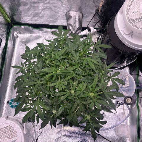 West Coast O.G. Auto growlog timeline photo