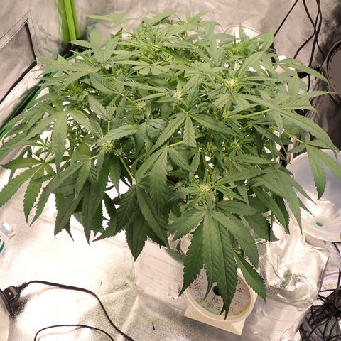 West Coast O.G. Auto growlog timeline photo