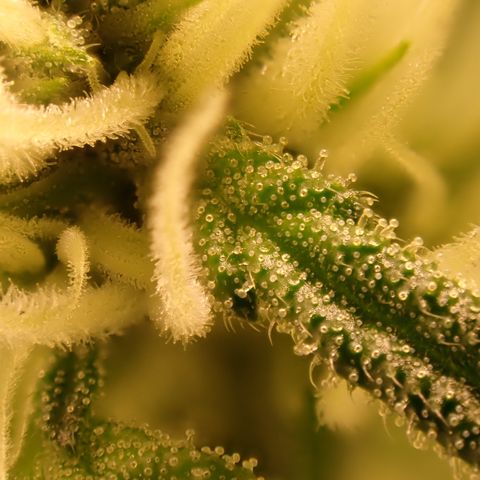 West Coast O.G. Auto growlog timeline photo