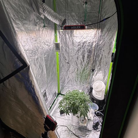 West Coast O.G. Auto growlog timeline photo