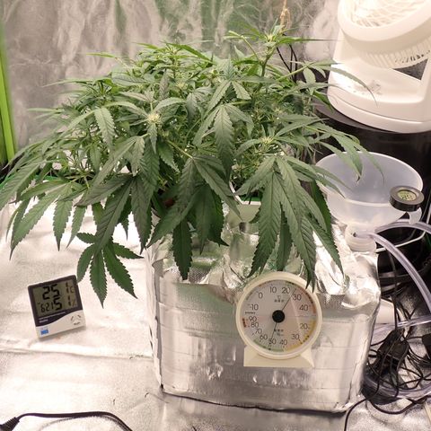 West Coast O.G. Auto growlog timeline photo