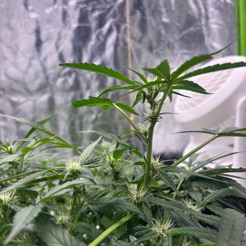 West Coast O.G. Auto growlog timeline photo