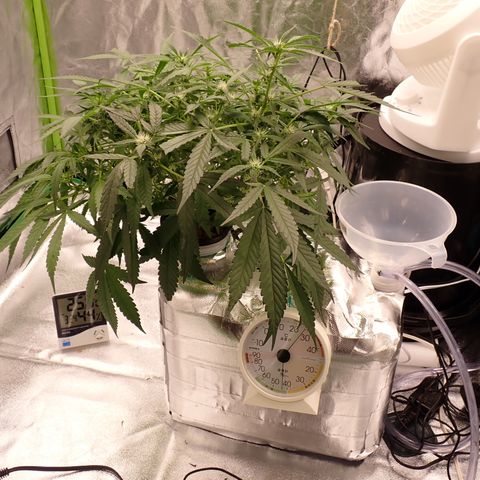 West Coast O.G. Auto growlog timeline photo