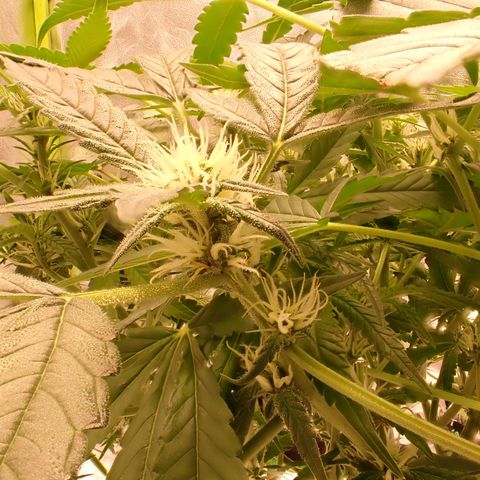West Coast O.G. Auto growlog timeline photo