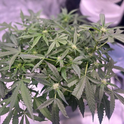 West Coast O.G. Auto growlog timeline photo