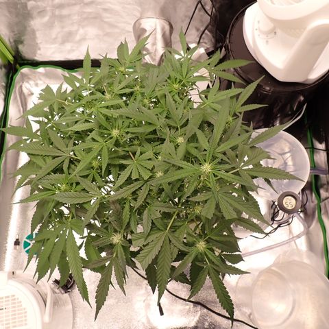 West Coast O.G. Auto growlog timeline photo
