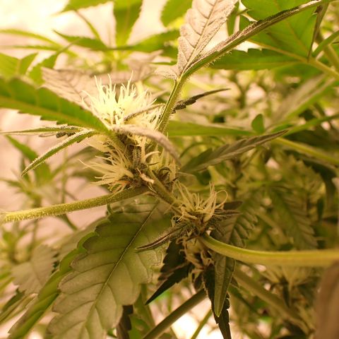 West Coast O.G. Auto growlog timeline photo