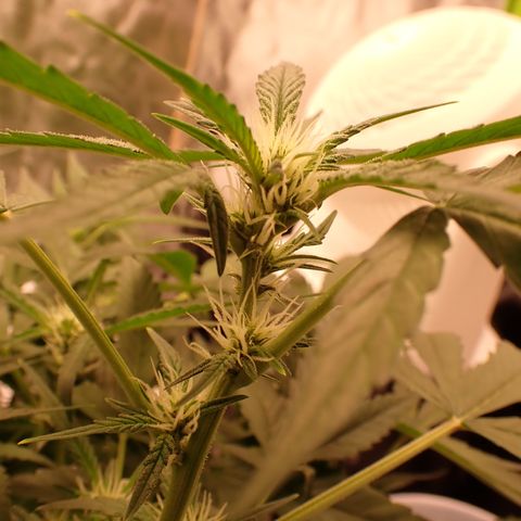 West Coast O.G. Auto growlog timeline photo