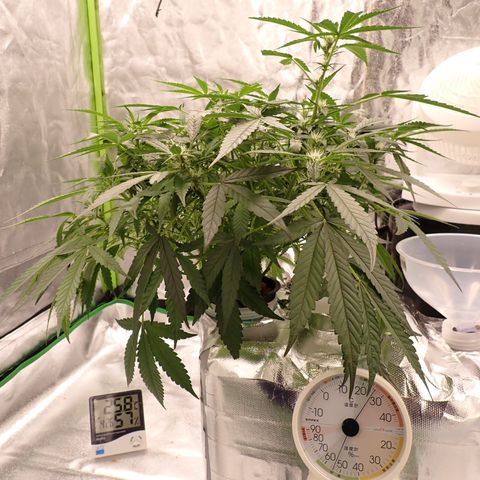 West Coast O.G. Auto growlog timeline photo