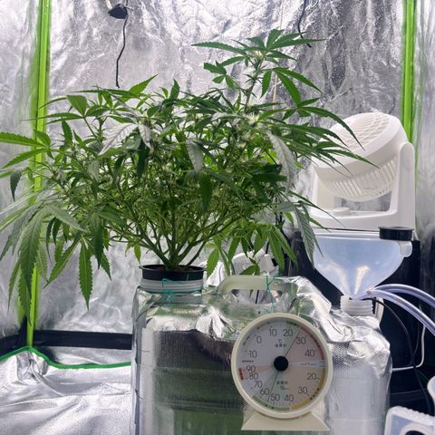 West Coast O.G. Auto growlog timeline photo