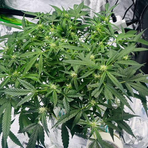 West Coast O.G. Auto growlog timeline photo