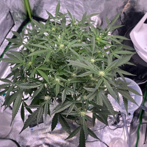 West Coast O.G. Auto growlog timeline photo