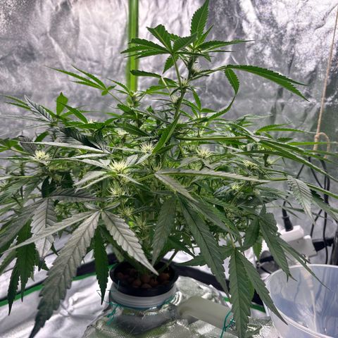 West Coast O.G. Auto growlog timeline photo