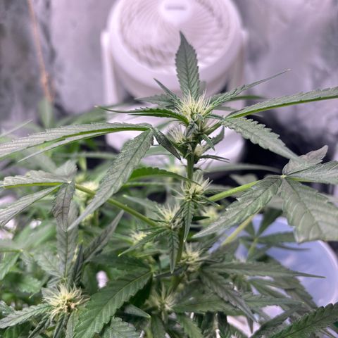West Coast O.G. Auto growlog timeline photo