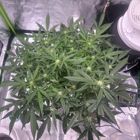 West Coast O.G. Auto growlog timeline photo