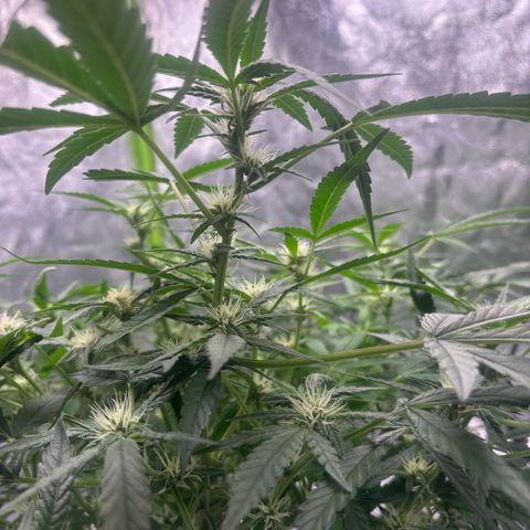 West Coast O.G. Auto growlog timeline photo