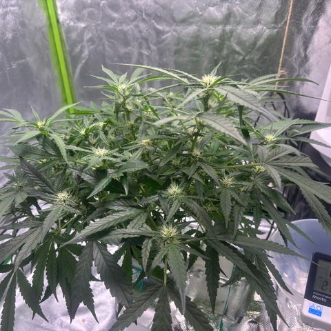 West Coast O.G. Auto growlog timeline photo