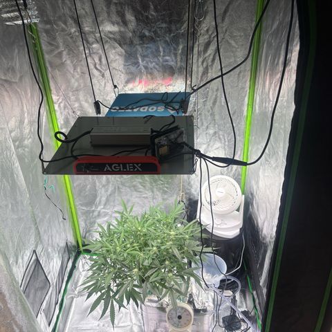 West Coast O.G. Auto growlog timeline photo