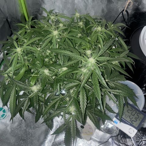 West Coast O.G. Auto growlog timeline photo