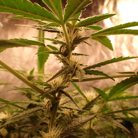 West Coast O.G. Auto growlog timeline photo