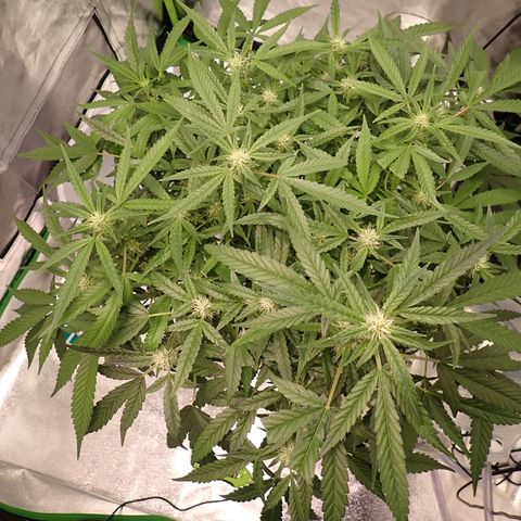 West Coast O.G. Auto growlog timeline photo