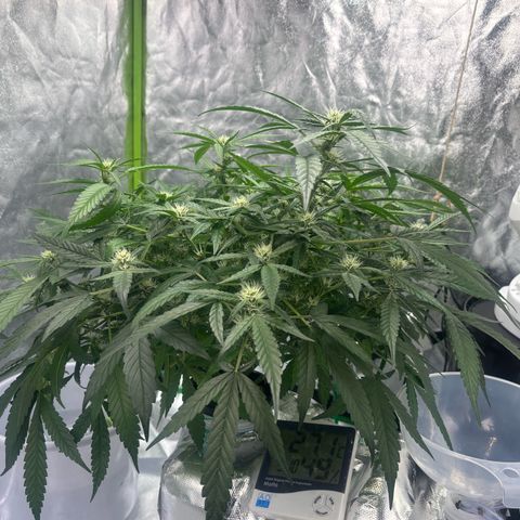 West Coast O.G. Auto growlog timeline photo