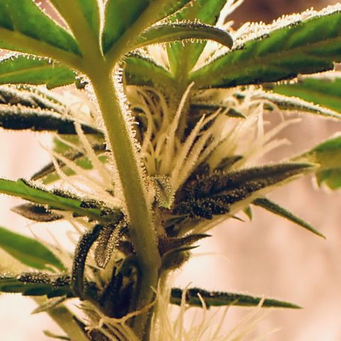 West Coast O.G. Auto growlog timeline photo