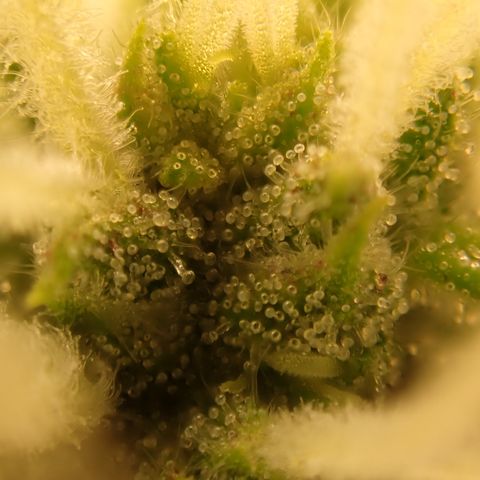 West Coast O.G. Auto growlog timeline photo