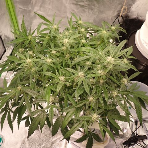 West Coast O.G. Auto growlog timeline photo