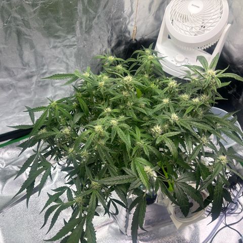 West Coast O.G. Auto growlog timeline photo