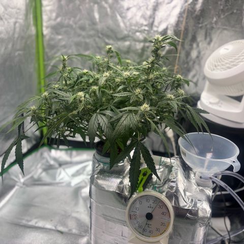 West Coast O.G. Auto growlog timeline photo
