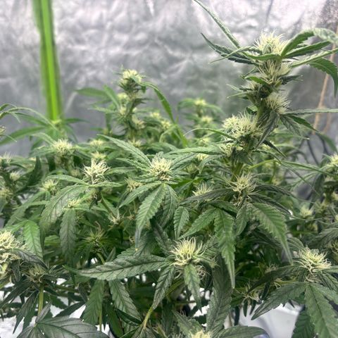 West Coast O.G. Auto growlog timeline photo