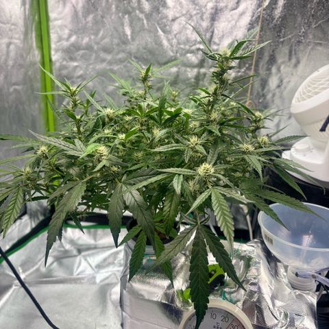 West Coast O.G. Auto growlog timeline photo