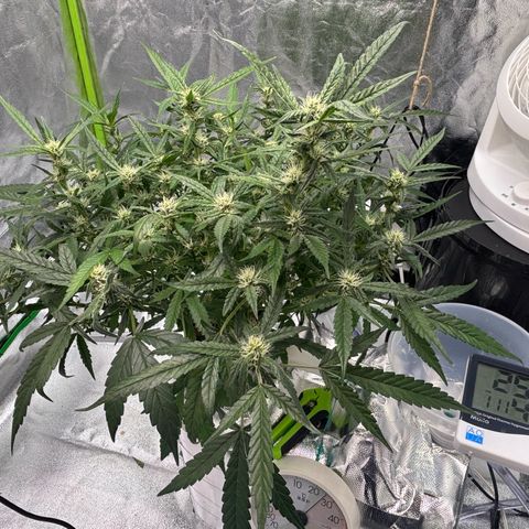 West Coast O.G. Auto growlog timeline photo