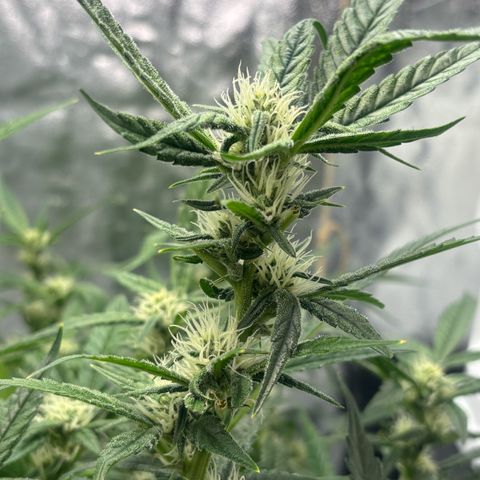 West Coast O.G. Auto growlog timeline photo