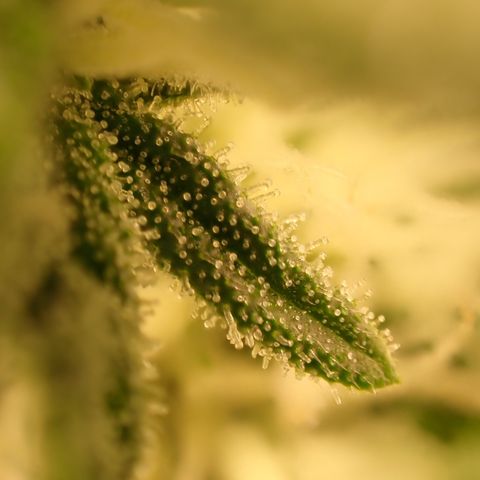 West Coast O.G. Auto growlog timeline photo