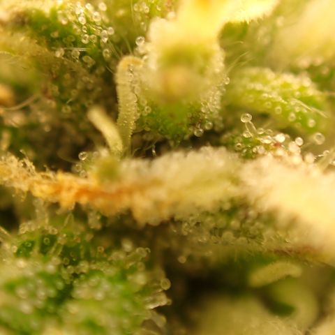 West Coast O.G. Auto growlog timeline photo