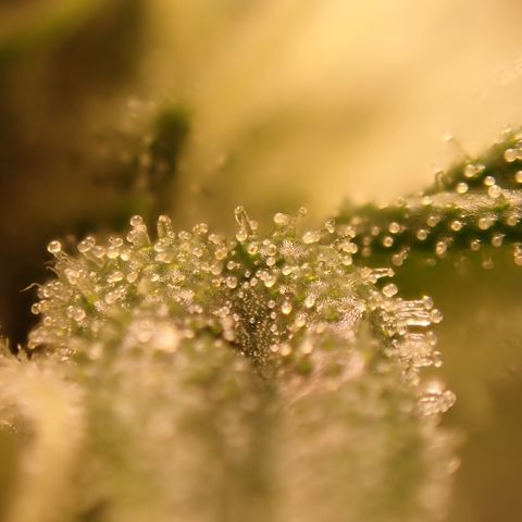 West Coast O.G. Auto growlog timeline photo