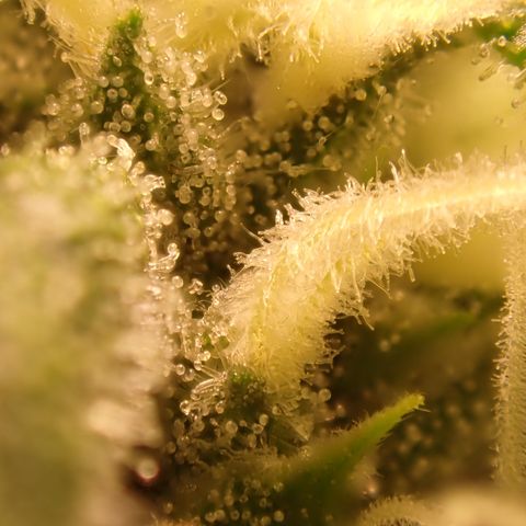 West Coast O.G. Auto growlog timeline photo