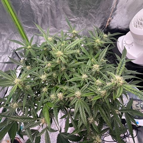 West Coast O.G. Auto growlog timeline photo