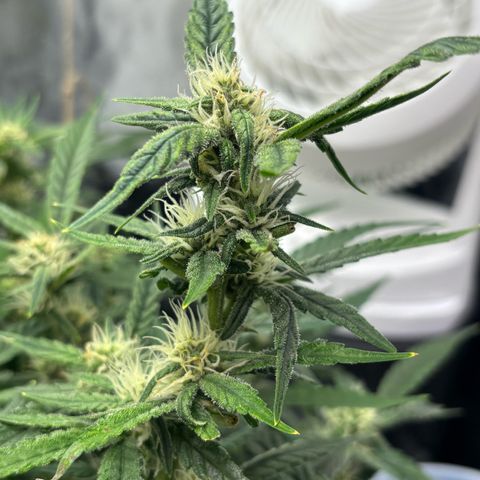 West Coast O.G. Auto growlog timeline photo