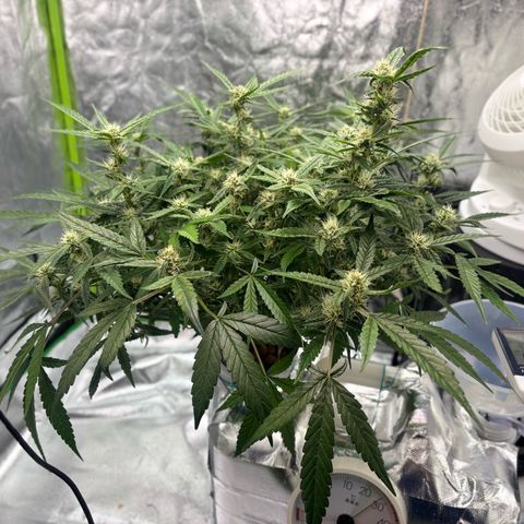 West Coast O.G. Auto growlog timeline photo