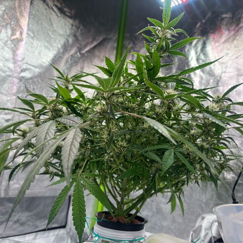 West Coast O.G. Auto growlog timeline photo