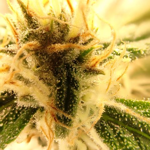 West Coast O.G. Auto growlog timeline photo